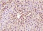Selenium Binding Protein 1 Polyclonal Antibody